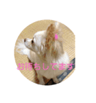 ワンコ花＆菊02（個別スタンプ：17）