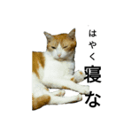 中嶋さんちのねこ（個別スタンプ：1）