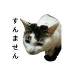 中嶋さんちのねこ（個別スタンプ：3）