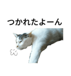 中嶋さんちのねこ（個別スタンプ：6）