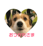ジャックラッセルテリアのUP！！（個別スタンプ：4）