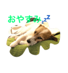 ジャックラッセルテリアのUP！！（個別スタンプ：8）