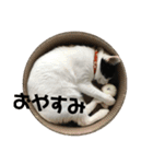 きな子.No,1（個別スタンプ：1）