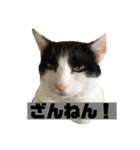 きな子.No,1（個別スタンプ：4）