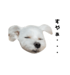 チワワとマルチーズ（個別スタンプ：1）