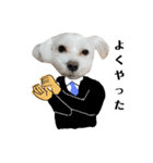 チワワとマルチーズ（個別スタンプ：2）