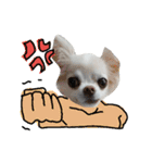 チワワとマルチーズ（個別スタンプ：5）