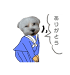 チワワとマルチーズ（個別スタンプ：17）