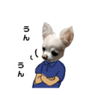 チワワとマルチーズ（個別スタンプ：19）