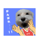 チワワとマルチーズ（個別スタンプ：21）