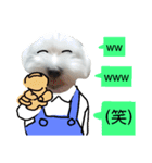 チワワとマルチーズ（個別スタンプ：23）