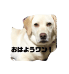 のんびり日常ハナ（個別スタンプ：5）