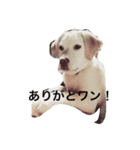 のんびり日常ハナ（個別スタンプ：6）