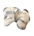 のんびり日常ハナ（個別スタンプ：8）