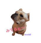 セチルたん（個別スタンプ：1）
