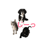 コタローくん・あおちゃん・のりちゃん（個別スタンプ：7）