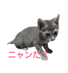 コタローくん・あおちゃん・のりちゃん（個別スタンプ：8）