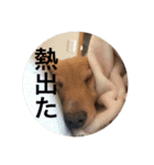 あとちゃんのスタンプ（個別スタンプ：6）