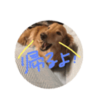 あとちゃんのスタンプ（個別スタンプ：16）