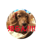あとちゃんのスタンプ（個別スタンプ：23）