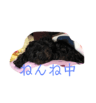 きんときラブ①（個別スタンプ：3）