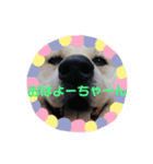 秋田犬くまのスタンプ（個別スタンプ：1）