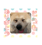 秋田犬くまのスタンプ（個別スタンプ：2）