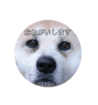 秋田犬くまのスタンプ（個別スタンプ：3）