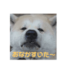 秋田犬くまのスタンプ（個別スタンプ：4）