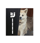 秋田犬くまのスタンプ（個別スタンプ：5）