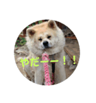 秋田犬くまのスタンプ（個別スタンプ：6）