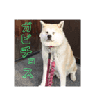 秋田犬くまのスタンプ（個別スタンプ：8）