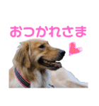 ゴールデンのボンボン  1（個別スタンプ：1）