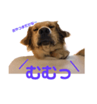 ゴールデンのボンボン  1（個別スタンプ：5）
