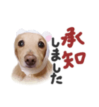わんこフォトスタンプ2018（個別スタンプ：4）