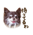 わんこフォトスタンプ2018（個別スタンプ：7）