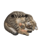 チョモ 2（個別スタンプ：1）