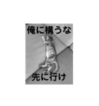 チョモ 2（個別スタンプ：5）