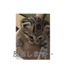 チョモ 2（個別スタンプ：7）