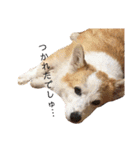 かさいさんとこの愉快なやつら（個別スタンプ：7）
