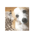 かさいさんとこの愉快なやつら（個別スタンプ：8）