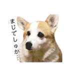 かさいさんとこの愉快なやつら（個別スタンプ：23）