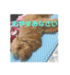 アリスのスタンプ（トイプードル）（個別スタンプ：5）