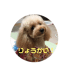 アリスのスタンプ（トイプードル）（個別スタンプ：10）