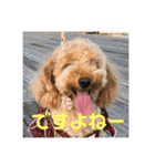 アリスのスタンプ（トイプードル）（個別スタンプ：11）