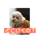 アリスのスタンプ（トイプードル）（個別スタンプ：15）