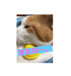 ふうニャン（個別スタンプ：6）