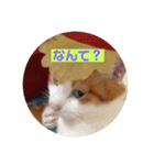 ふうニャン（個別スタンプ：7）