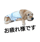 可愛いふぅちゃん（個別スタンプ：16）