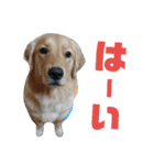可愛いふぅちゃん（個別スタンプ：19）